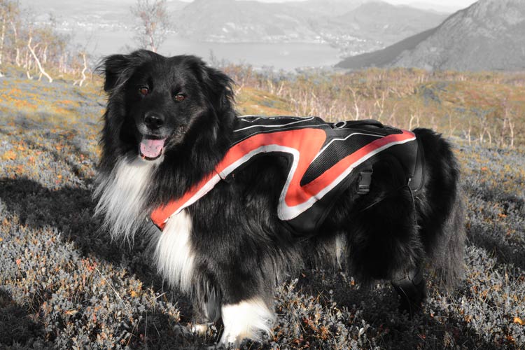 Uno-wireless-dog-leash2