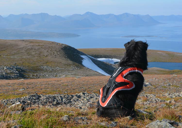 trådløst-hundebånd